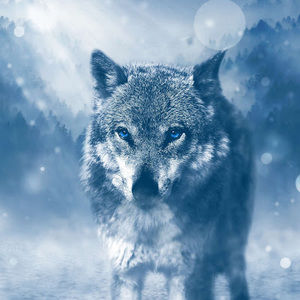 Meet your Posher, John duplessis